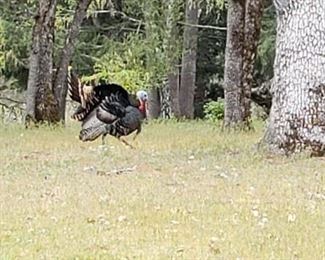 Mr. Turkey strutting his stuff!