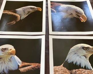 Set of 4 Eagle Prints from Kodak - An Image of Leadership,