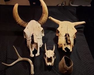 Animal Skulls & More https://ctbids.com/#!/description/share/363315
