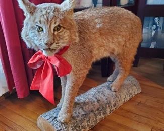 Standing Bobcat 32" across from head to tail, 24" tall