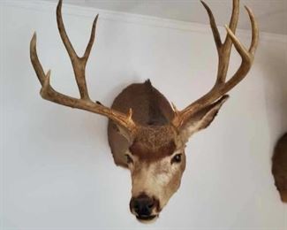 10 point Deer taxidermy wall mount 