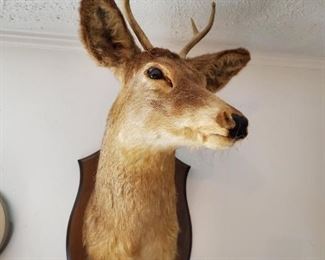 Deer 4 point taxidermy wall mount 
