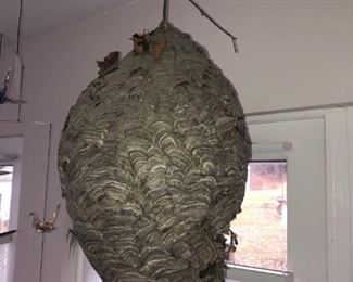 Wasp Nest $100