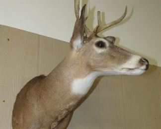 Mounted Deer Head - Price $100.00
