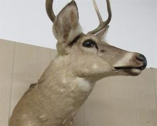 Mounted Deer Head - Price $100.00