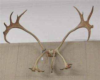 Large Caribou Horns - Price $250.00