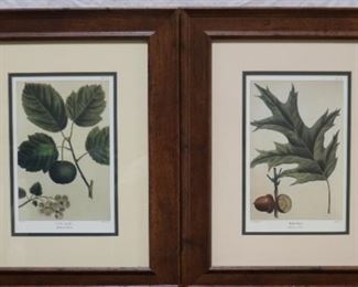 Set of 4 framed botanicals