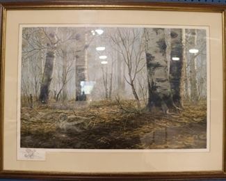 Autumn Birch Woodcock by David A Maass