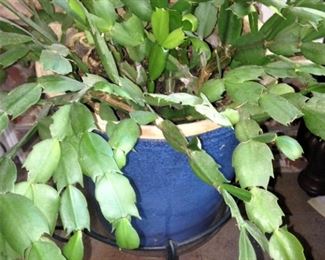 One of several living plants