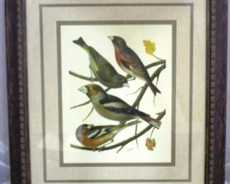 Framed Bird Print