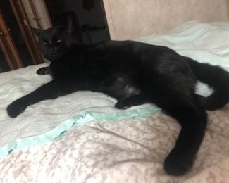 Not for sale... but he sure is cute!