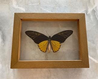 Framed butterfly 
$12.00
