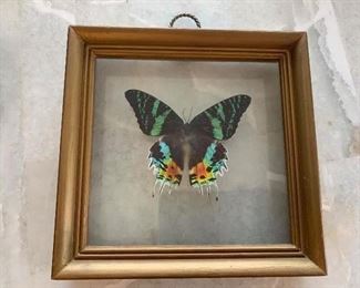 Framed butterfly 
$12.00