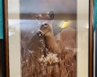 Carl Sams deer photo - original