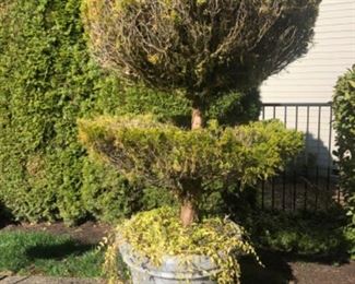 Foam planter with tree. Total height is 6 ft and 5”.
$125.