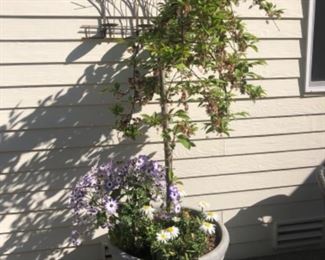 Foam planter with weeping cherry tree. Total height is 6 ft and 5”.
$125