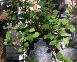 Hydrangea in plastic planter
Total height is 3 ft.
$45