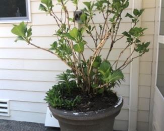 Hydrangea in foam planter
Total height is 3 ft tall 
$45.
