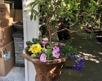 Daphnia in foam planter
Total height is 5 ft.
$58