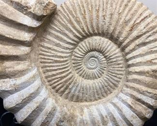 Super Massive Dinosaur - Era Cretaceous Ammonite