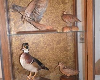 Taxidermy Ruffed Grouse, Wood Duck, Wood Cock, Bob White Quail,  