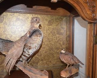 Taxidermy Bob White Quail Start Price $300.00 Excellent condition.  Have been storage in curio protected from dust.