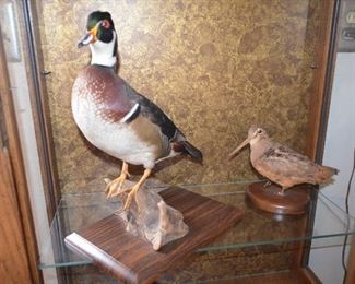 Taxidermy Wood Duck Start Price $100.00 Excellent condition.  Have been storage in curio protected from dust.