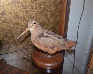 Taxidermy Wood Cock Start Price $80.00 Excellent condition.  Have been storage in curio protected from dust.