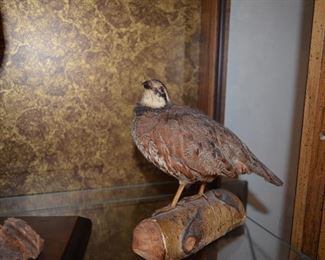Taxidermy Ruffed Grouse Start Price $100.00 Excellent condition.  Have been storage in curio protected from dust.