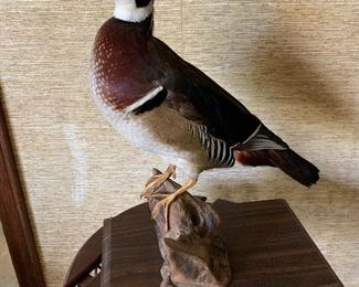 $100 Wood Duck