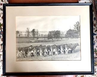 Item 7: Fantastic Vintage Cows in Pasture, 26" x 21" : $125