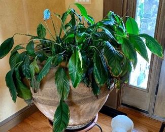 Spathiphyllum (Peace Lilly): $75