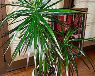 Floor plant in pretty planter: $65