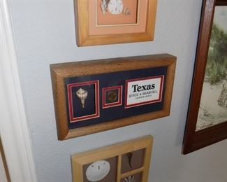 Framed Seashells