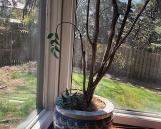 Plant and decorative planter/