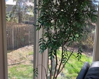 Plant and decorative planter.