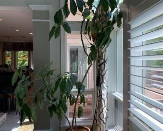 Plant...very tall!  Planter included....$200.