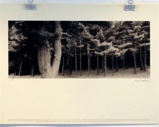 Douglas I.Busch, Busch_0058, Black Forest,
Scranton, PA, 1984,  7.75 x 19.25 ", Silver Chloride
Print