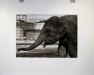 Doug Green GRD2 Elephant 2000 11.5 x 17.0 "