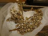 Victorian wedding head piece, just one of many, also a victorian wedding dress