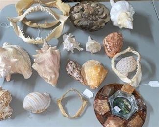 #22 $35 -Assorted Aquatic - Shells, Shark Jaws, Rock Ashtray, and Rocks 