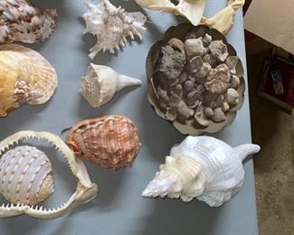 #22 $35 -Assorted Aquatic - Shells, Shark Jaws, Rock Ashtray, and Rocks 