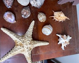#19 $25 - Collection of sea shells, piece of petrified wood, and starfish 