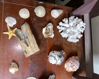 #19 $25 - Collection of sea shells, piece of petrified wood, and starfish 
