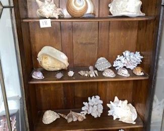 #18 $50 - Collection of Sea Shells - does not include shelf 