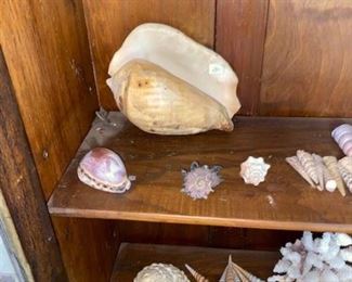 #18 $50 - Collection of Sea Shells - does not include shelf 