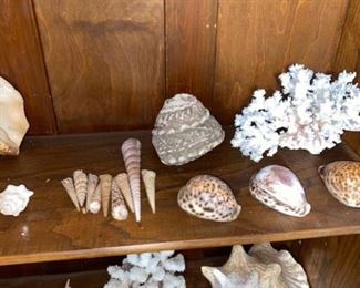 #18 $50 - Collection of Sea Shells - does not include shelf 