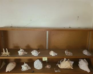 #20 $65 - Collection of Sea Shells 