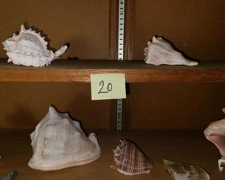 #20 $65 - Collection of Sea Shells 