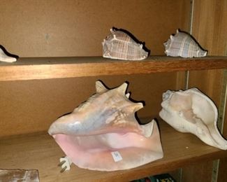 #20 $65 - Collection of Sea Shells 